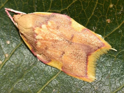 Carcina quercana