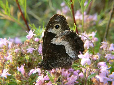 Hipparchia (Hipparchia) alcyone