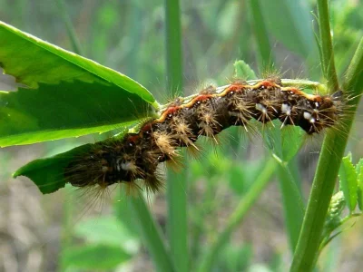 Acronicta (Viminia) rumicis