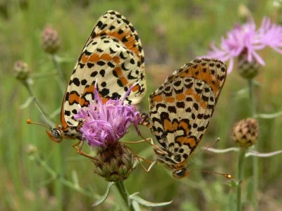 Melitaea didyma