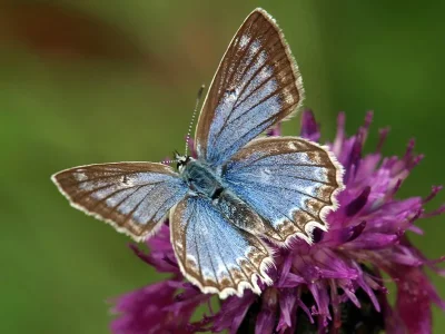 Polyommatus (Meleageria) daphnis