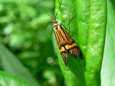 Nemophora degeerella