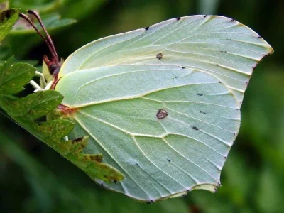 Gonepteryx rhamni
