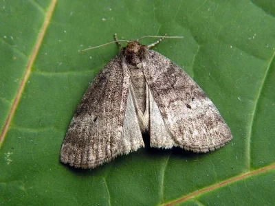 Tetheella fluctuosa