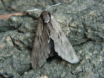 Sphinx pinastri