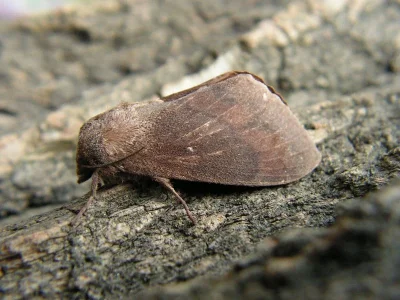 Dendrolimus pini