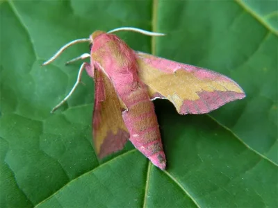 Deilephila porcellus