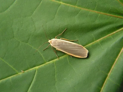Eilema (Agenjoa) lurideola