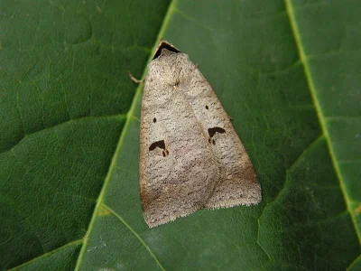 Lygephila (Lygephila) pastinum