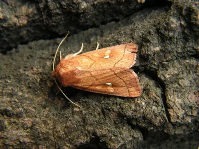 Mythimna (Mythimna) conigera