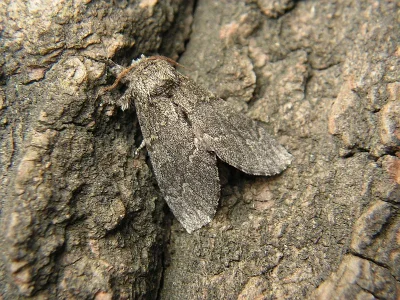 Notodonta torva