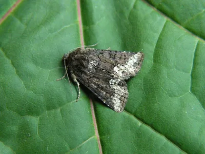 Oligia strigilis
