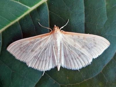 Hodebertia testalis