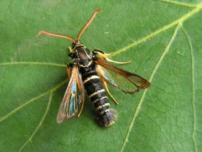 Paranthrene insolitus