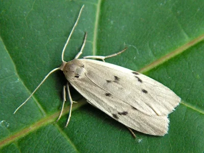 Pelosia muscerda