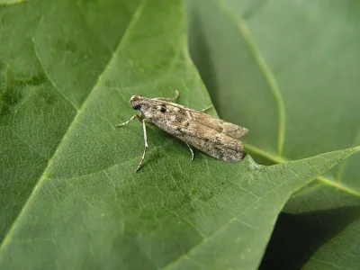 Ancylosis oblitella
