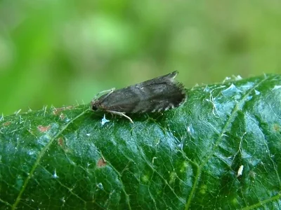 Strophedra weirana
