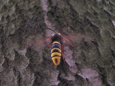 Sesia apiformis
