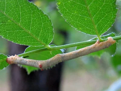 Hypomecis punctinalis