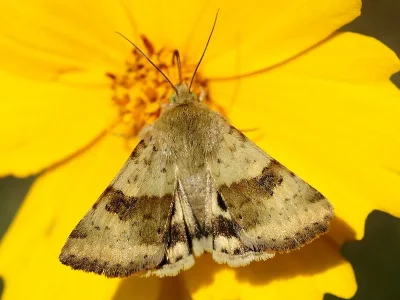 Heliothis (Heliothis) viriplaca