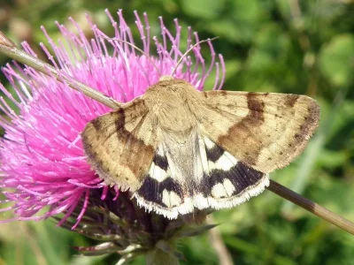 Heliothis (Heliothis) viriplaca