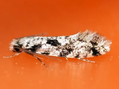 Nemapogon variatella