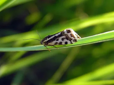 Acontia (Emmelia) trabealis