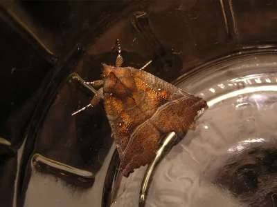 Scoliopteryx libatrix