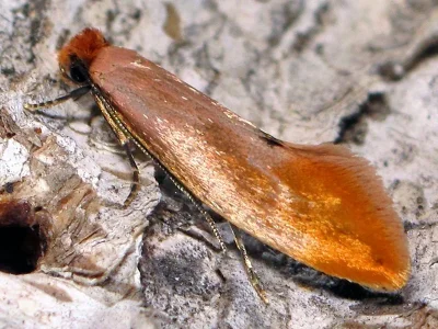 Tinea semifulvella