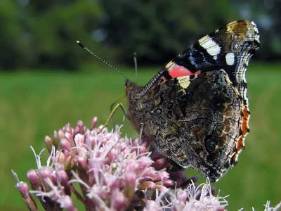 Vanessa atalanta
