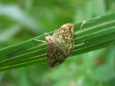 Evergestis pallidata