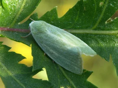 Earias clorana