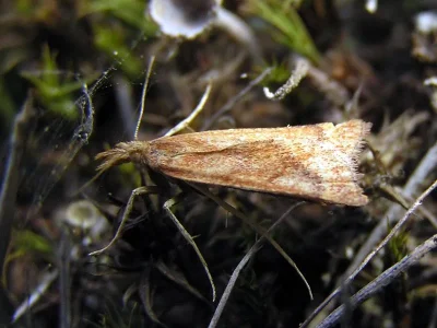 Synaphe punctalis