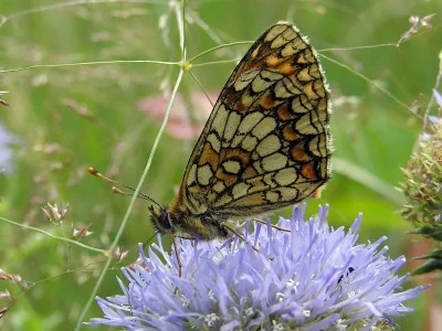 Melitaea (Mellicta) athalia