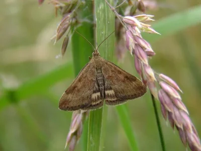 Pyrausta despicata