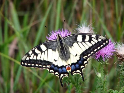 Papilio (Papilio) machaon