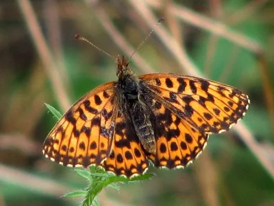 Boloria (Clossiana) dia
