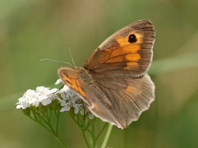 Maniola jurtina