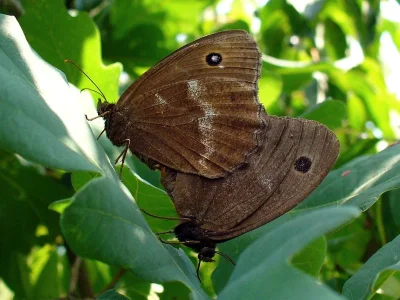 Minois dryas