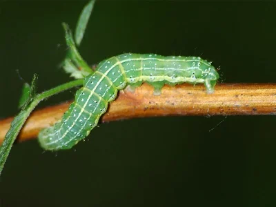 Cosmia (Calymnia) trapezina