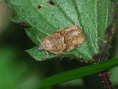 Syndemis musculana