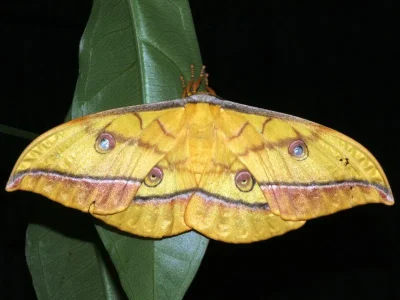 Antheraea (Antheraea) yamamai