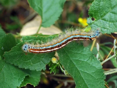 Malacosoma (Clisiocampa) neustria