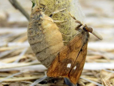 Orgyia (Orgyia) antiqua