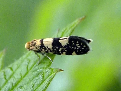 Lampronia corticella