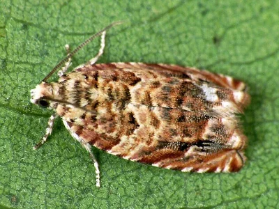 Gypsonoma minutana