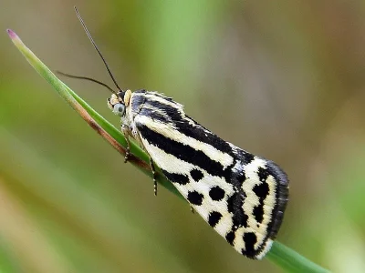 Acontia (Emmelia) trabealis