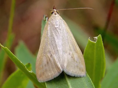 Loxostege turbidalis