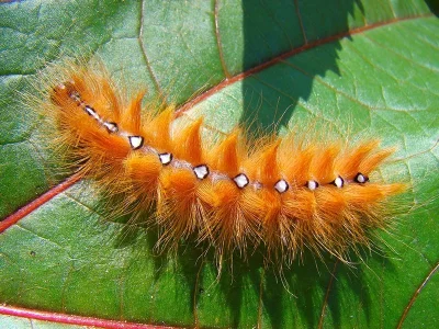 Acronicta (A.) aceris