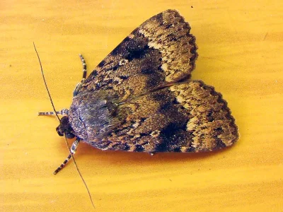 Amphipyra (Amphipyra) pyramidea